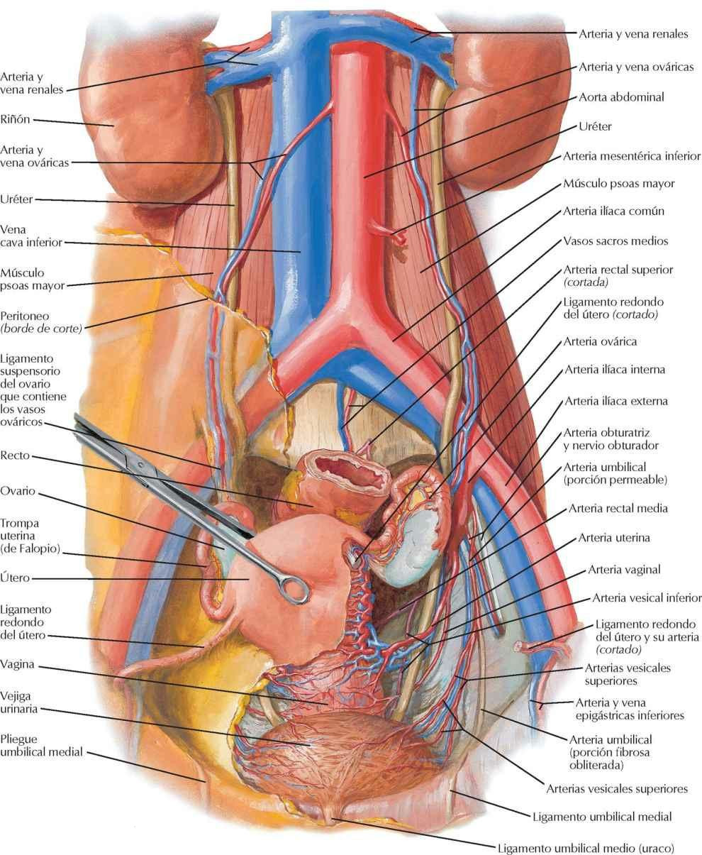Arterias y venas de los órganos pélvicos femeninos: visión anterior