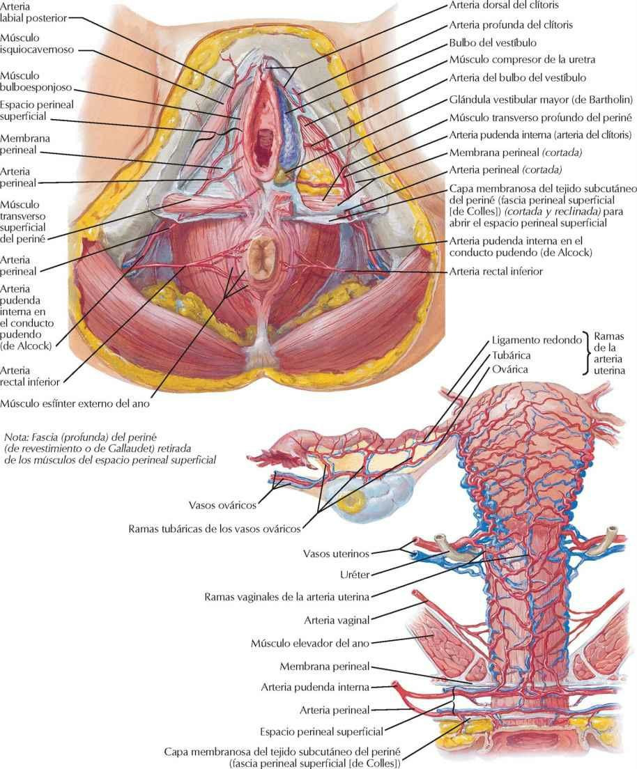 Arterias y venas del periné y útero