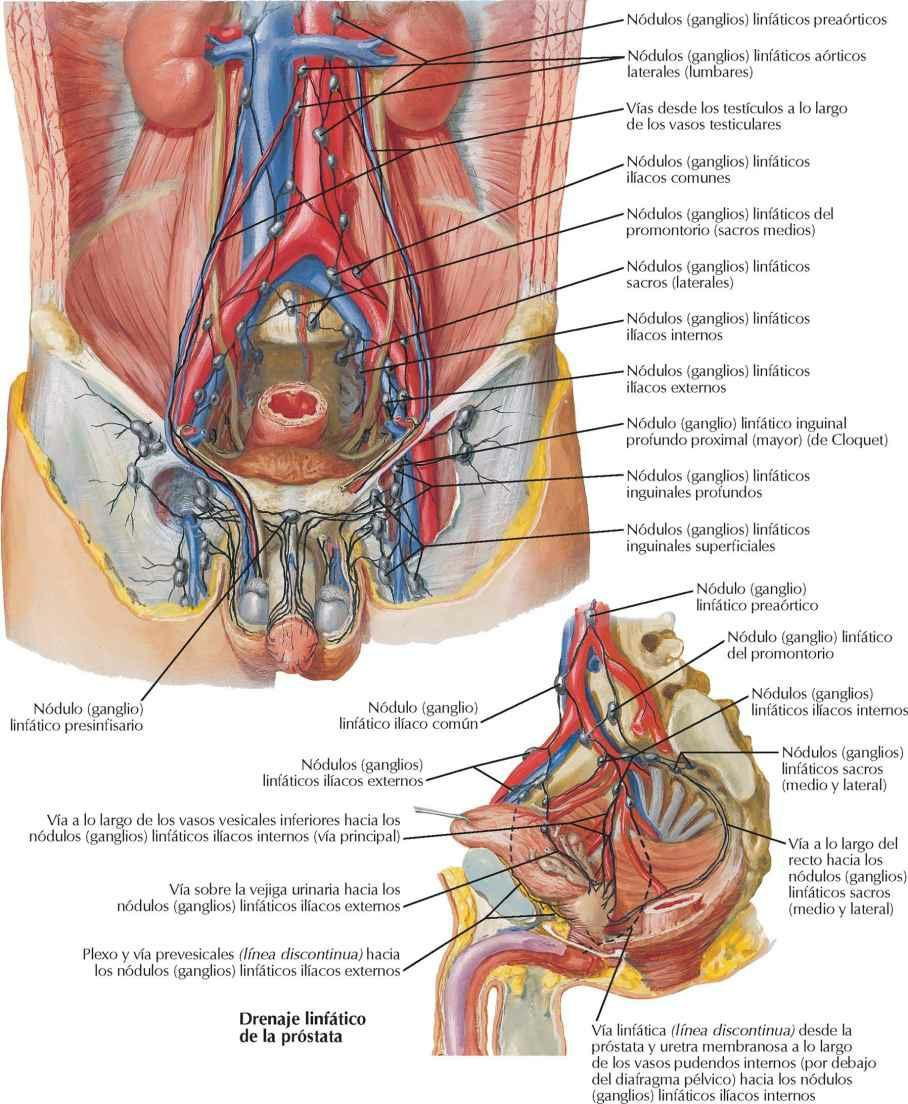 Vasos y nódulos (ganglios) linfáticos de la pelvis y genitales: varón
