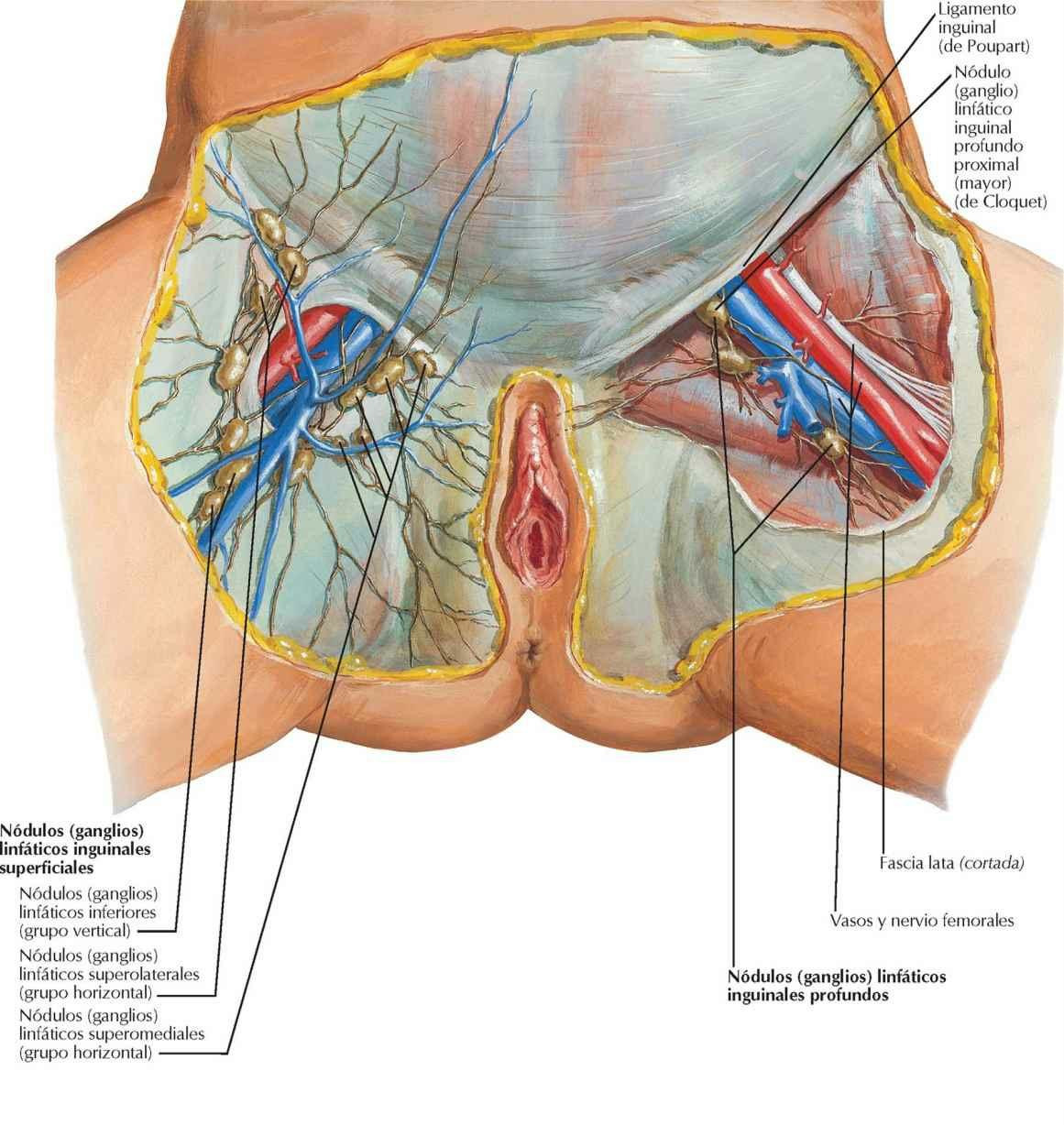 Vasos y nódulos (ganglios) linfáticos del periné: mujer
