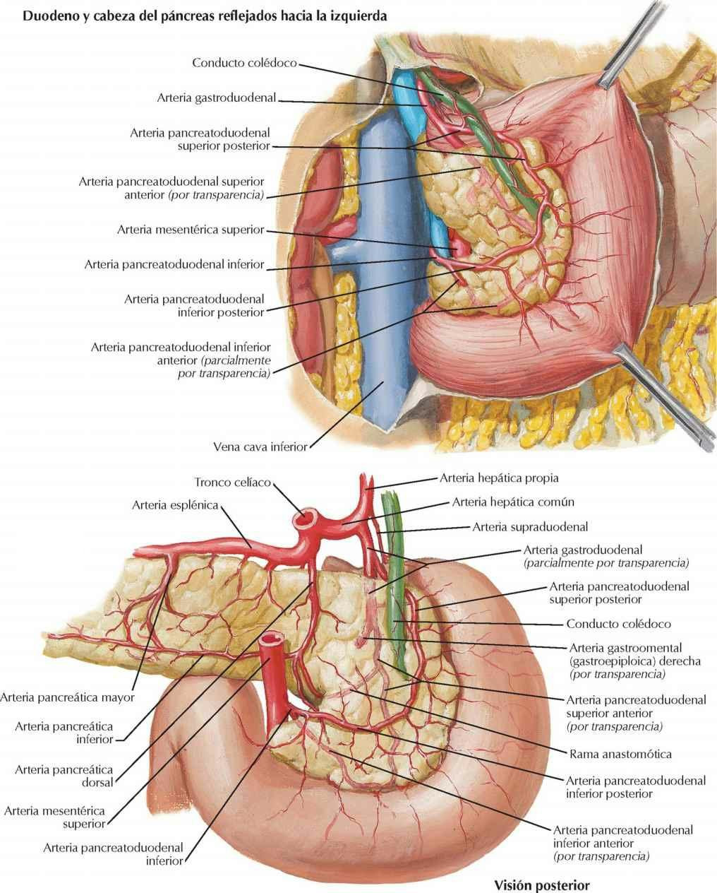 Arterias del duodeno y cabeza del páncreas
