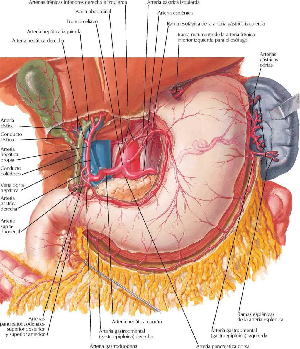 Arterias del estómago, hígado y bazo