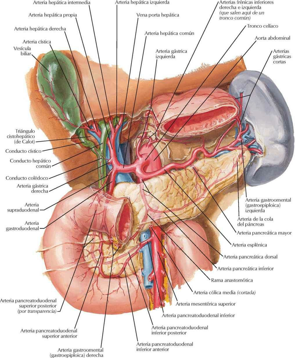Arterias del hígado, páncreas, duodeno y bazo