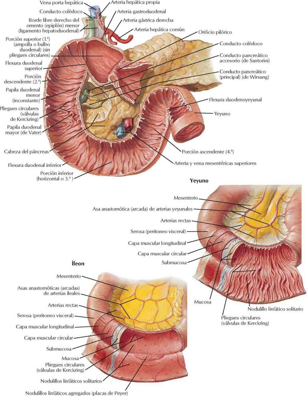 Mucosa y musculatura del intestino delgado