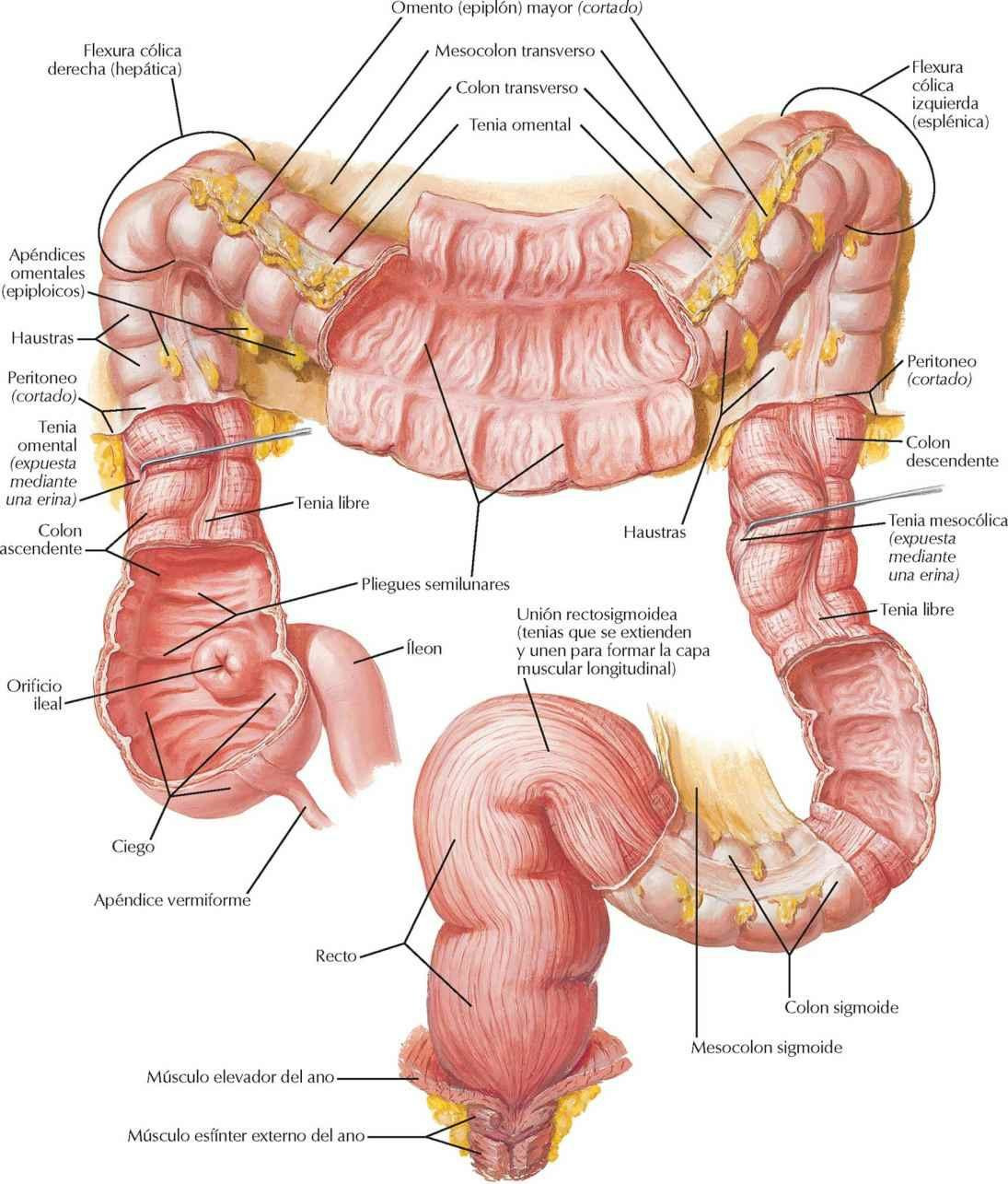 Mucosa y musculatura del intestino grueso