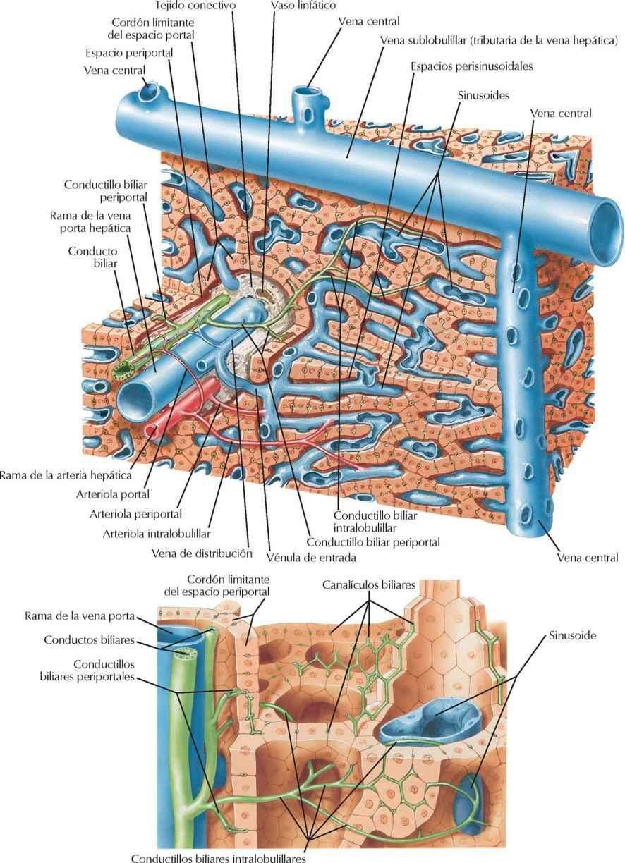 Estructura del hígado: esquema