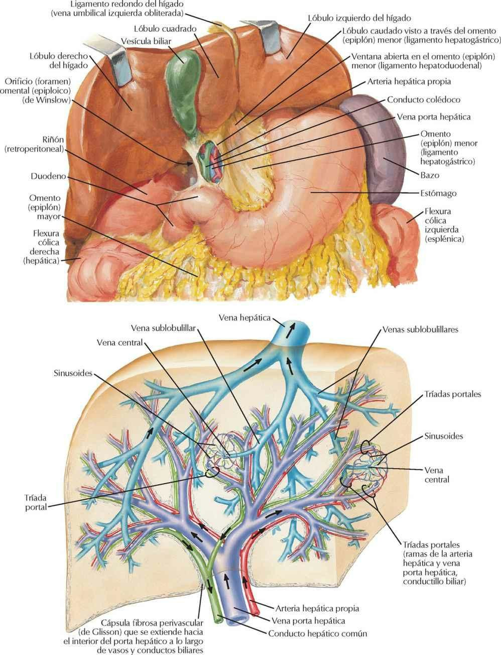 Hígado in situ: sistemas vascular y de conductos