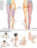 Anatomía de la Piel del Miembro Inferior