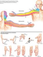 Anatomía de la Piel del Miembro Superior