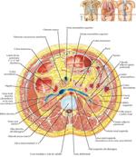 Anatomía Seccional