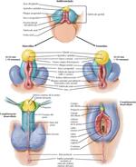 Estructuras Homólogas de los Genitales