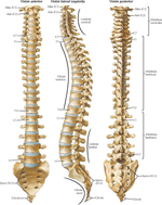 Huesos y Ligamentos del Dorso