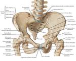 Huesos y Ligamentos de la Pelvis y Periné