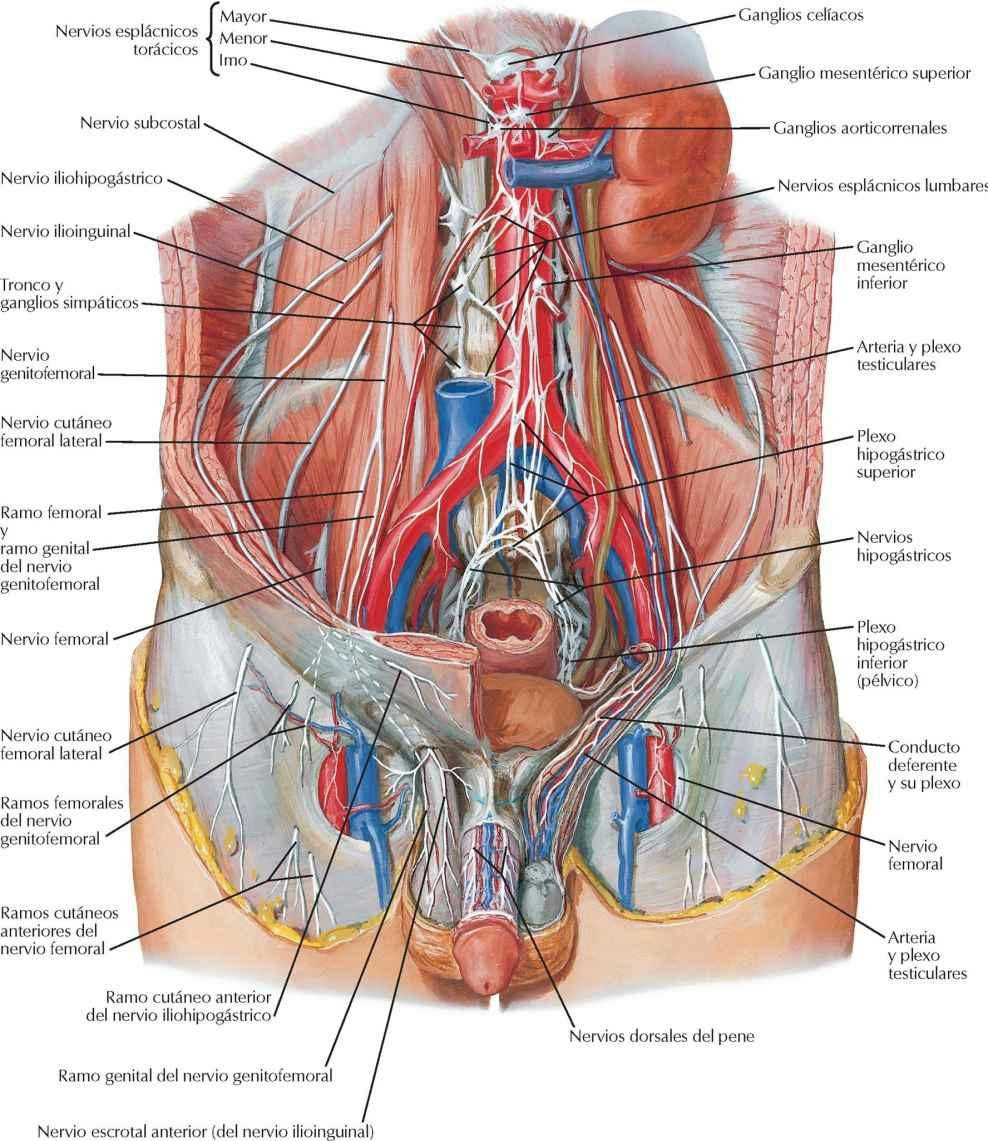 Blog de Fisioterapia - #Anatomia, cintura pelvica masculina