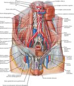 Inervación de la Pelvis