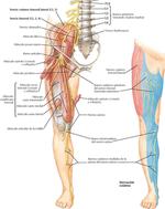 Inervación y Vasculatura del Miembro Inferior