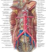 Inervación Abdominal