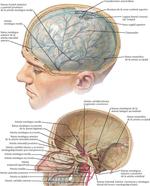 Meninges y Encéfalo