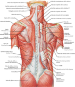 Músculos y Nervios del Dorso