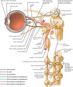 Nervios Craneales y Cervicales