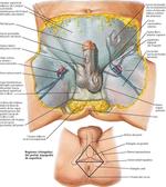 Periné y Genitales Externos Masculinos