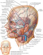 Plano Superficial Cabeza y Cuello