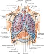 Pulmones