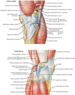 Rodilla