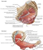 Suelo de la Pelvis y Contenido