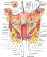 Útero, Vagina y Estructuras de Sostén