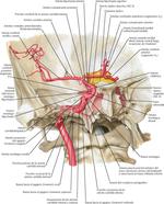 Vasculatura Cerebral