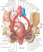 Vasculatura de la Pelvis