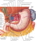 Vasculatura Visceral