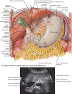 Vísceras (Intestino)